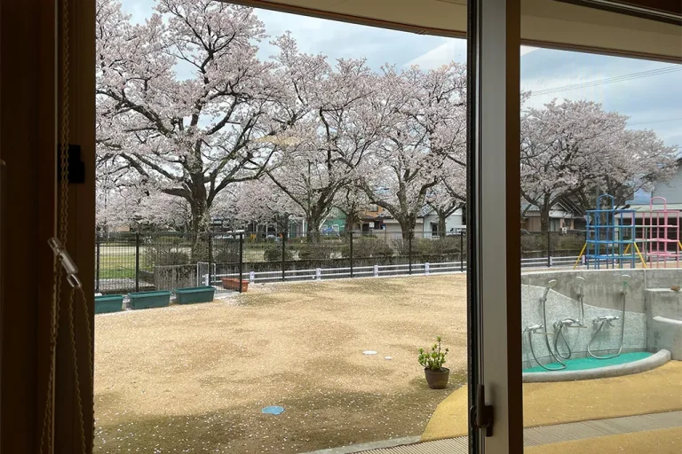 こども園から見る桜